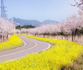 DU LỊCH HÀN QUỐC ĐẢO JEJU