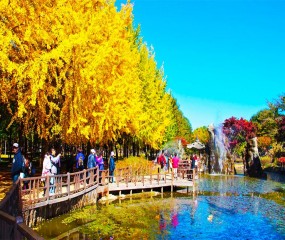 DU LỊCH HÀN QUỐC ĐẢO NAMI
