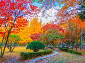 HÀ NỘI - SEOUL-NAMI- LOTTE WORLD-TRƯỢT TUYẾT – HÁI DÂU- THƯ VIỆN SÁCH Tháng 1/2025