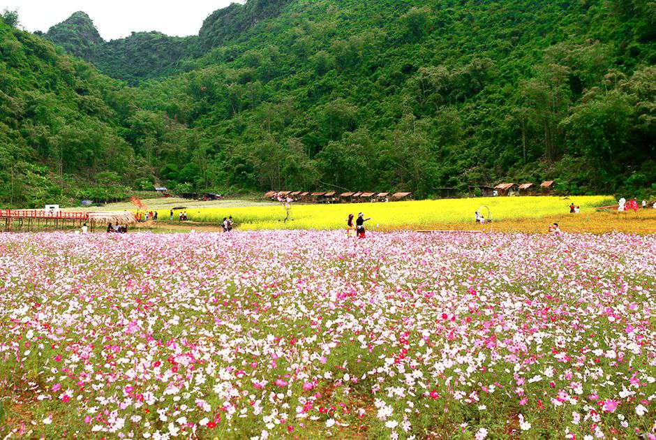 HÀ NỘI – THUNG LŨNG HOA BẮC HÀ – HÀ NỘI 2 NGÀY 1 ĐÊM