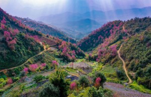 “NHẬT BẢN” GIỮA LÒNG TÂY BẮC HÀ NỘI – MÙ CANG CHẢI – HOA MAI ANH ĐÀO – HÀ NỘI T12/2025